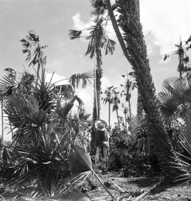 Extração e produção da Carnaúba