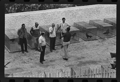 Galos usados para briga de galos