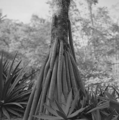 Flora do Jardim Botânico do Rio de Janeiro