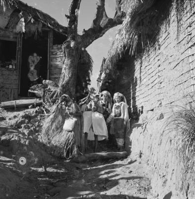 Bumba meu boi, festa popular