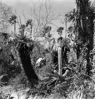 Extração e produção da Carnaúba