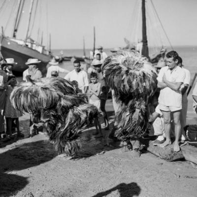 Bumba meu boi, festa popular
