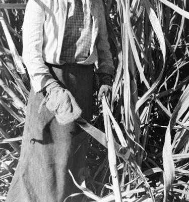 Lavoura canavieira, trabalhadores