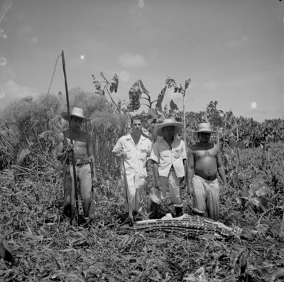 Caça de jacarés na Ilha Mexiana