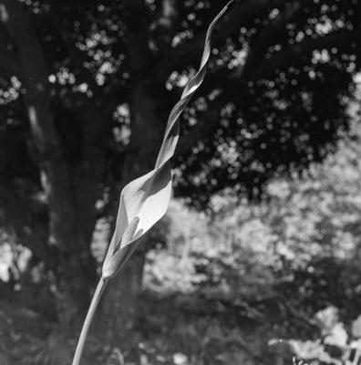 Flora no Sítio Burle Marx