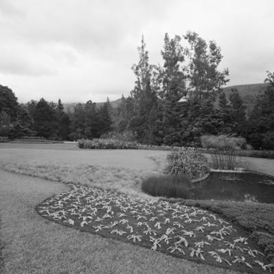 Residência de Carlos Somlo, projeto paisagístico de Burle Marx