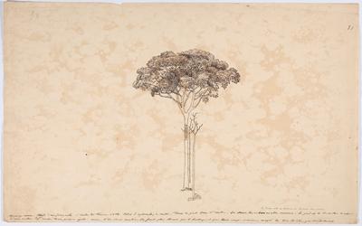 Étude d'un jequitibá