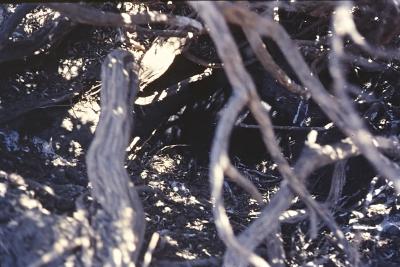 Aventuras de Igor na Antártida