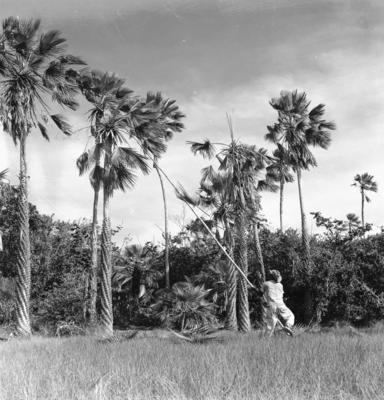 Extração e produção da Carnaúba