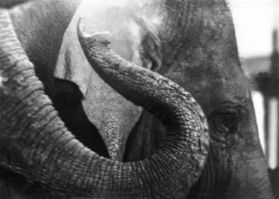 Paranoia: “para pequenos paquidermes"