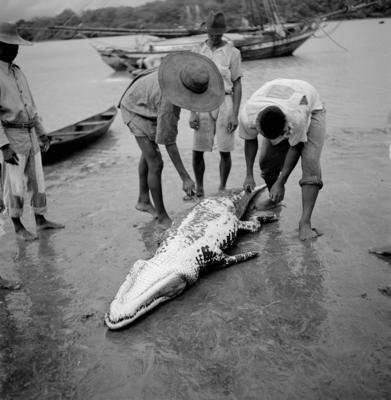 Caça de jacarés na Ilha Mexiana