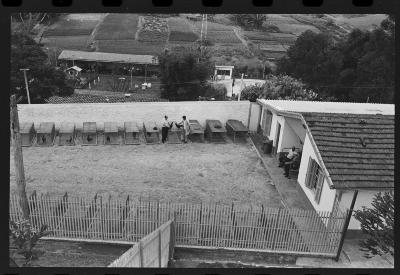 Galos usados para briga de galos