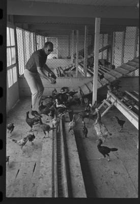 Galos usados para briga de galos