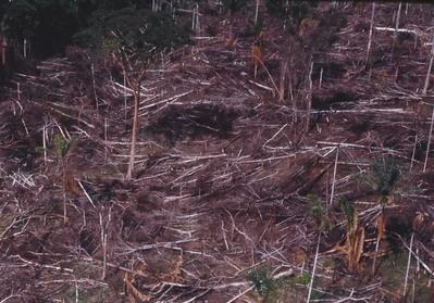 Vista aérea para floresta desmatada