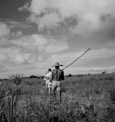 Caça de jacarés na Ilha Mexiana