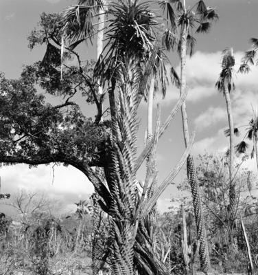 Extração e produção da Carnaúba