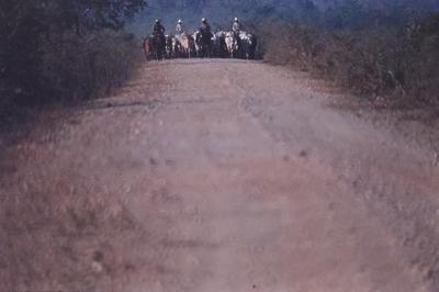 Boiadeiro conduz gado, rebanho