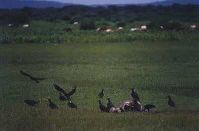 Urubus e animal em decomposição