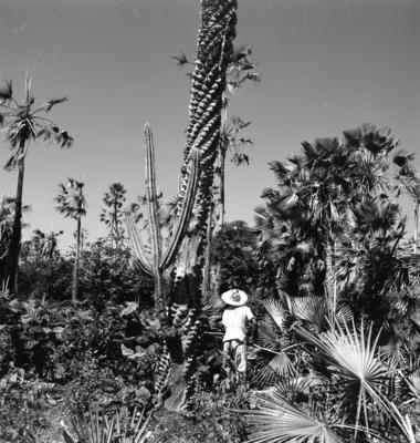 Extração e produção da Carnaúba