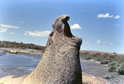 Aventuras de Igor na Antártida