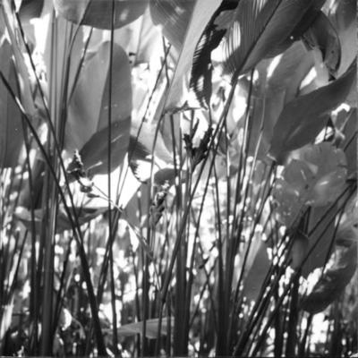 Flora no Sítio Burle Marx