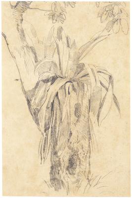 (Plantas parasíticas)