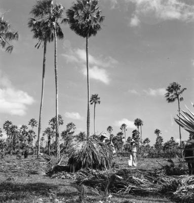 Extração e produção da Carnaúba