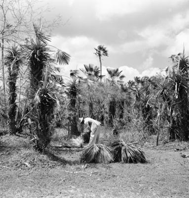 Extração e produção da Carnaúba