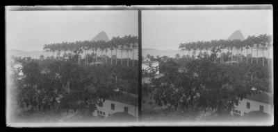 Bairro do Catete; palmeiras ao fundo