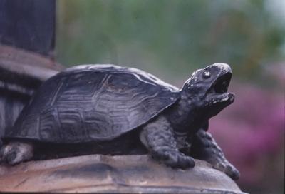 Escultura de tartaruga