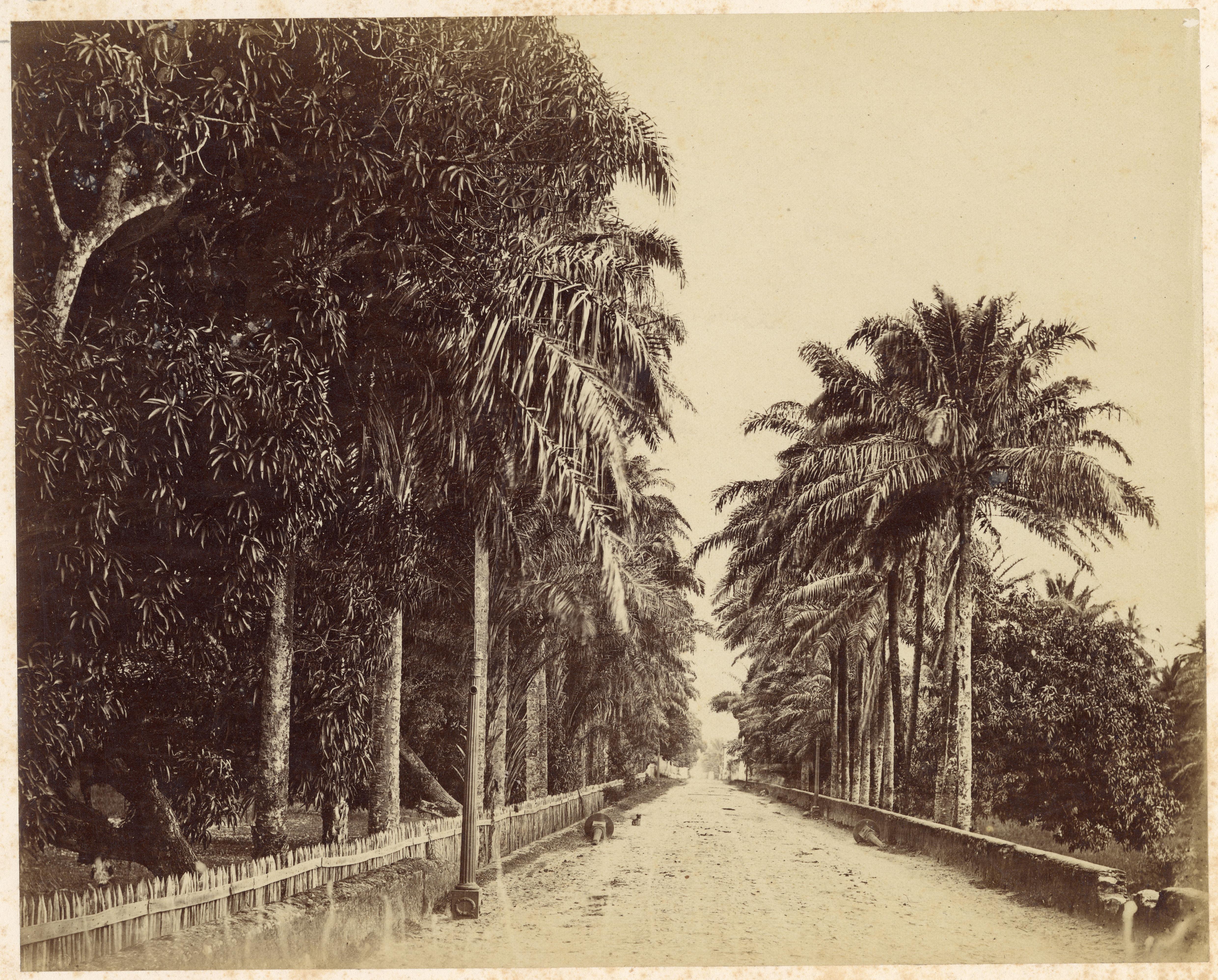 Alameda de Dendezeiros