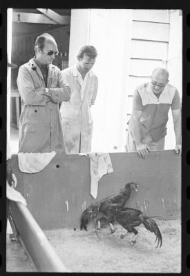 Galos usados para briga de galos