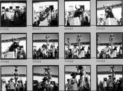 Bumba meu boi, festa popular