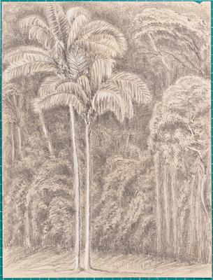 Palm Trees - & Virgin Wood from our Window - Presidencia Petropolis 10th Janº 1855