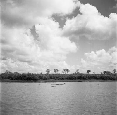 Caça de jacarés na Ilha Mexiana