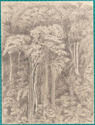 Virgin Wood - from William's [ilegível, dressing?] room window Presidencia - Petropolis - 6th November 1854