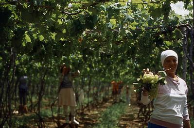 Série Rio São Francisco