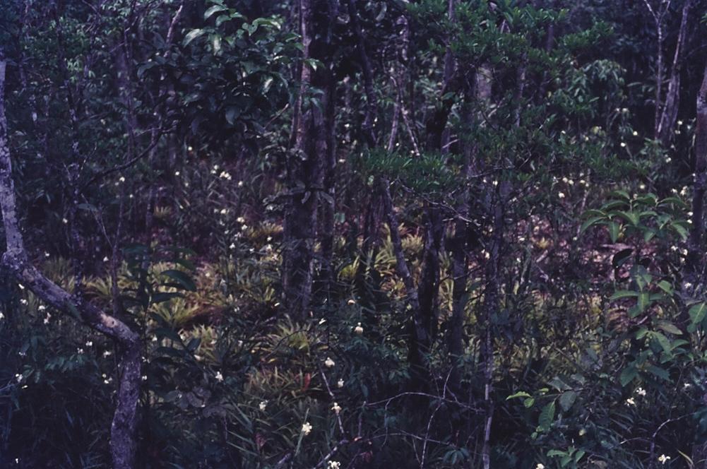 Expedição Pico da Neblina