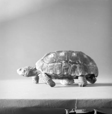 Campanha publicitária da agência Alcântara Machado para chapas Eucatex - tartaruga