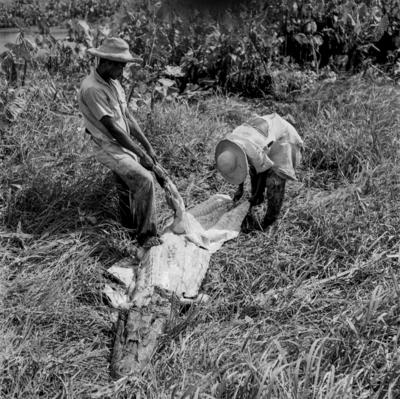 Caça de jacarés na Ilha Mexiana