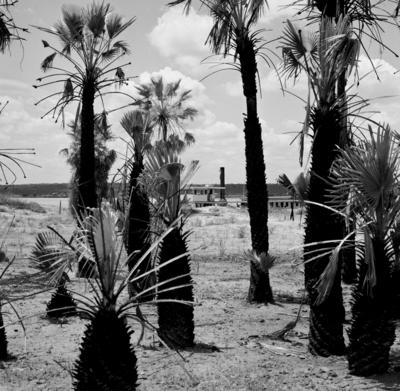 Vegetação às margens do Rio São Francisco