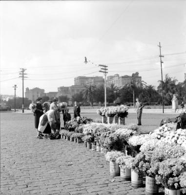 Comércio de flores na avenida Dr. Arnaldo