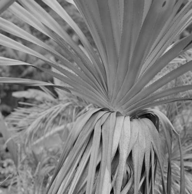 Flora, no Sítio Burle Marx