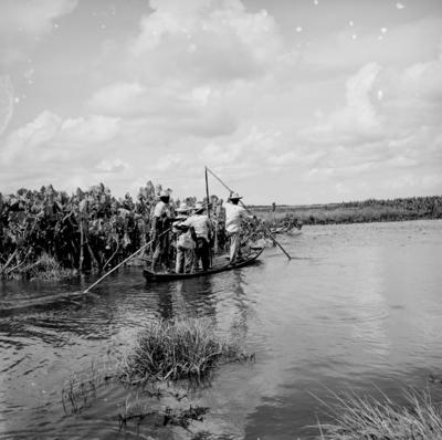 Caça de jacarés na Ilha Mexiana