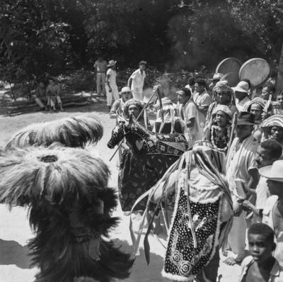 Bumba meu boi, festa popular