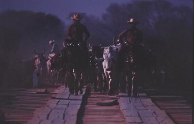 Boiadeiro conduz gado, rebanho