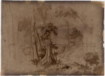 [Estudo para floresta brasileira]