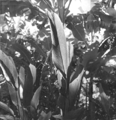 Flora no Sitio Burle Marx