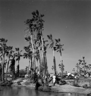 Extração e produção da Carnaúba