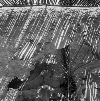 Flora no Sítio Burle Marx